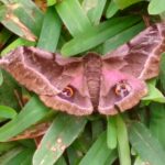 la nouvelle naissance