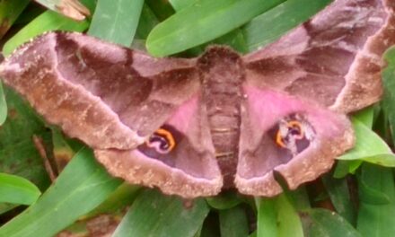 la nouvelle naissance