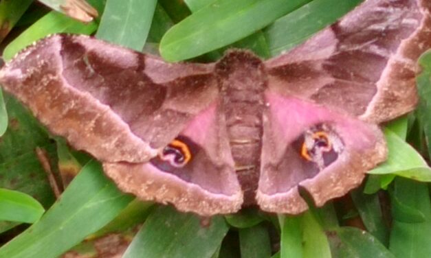 la nouvelle naissance